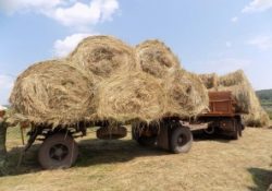 Около 1 млн тонн грубых кормов‍ заготовили аграрии Дагестана