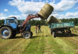 В Дагестане заготовлено около 2 млн тонн грубых кормов