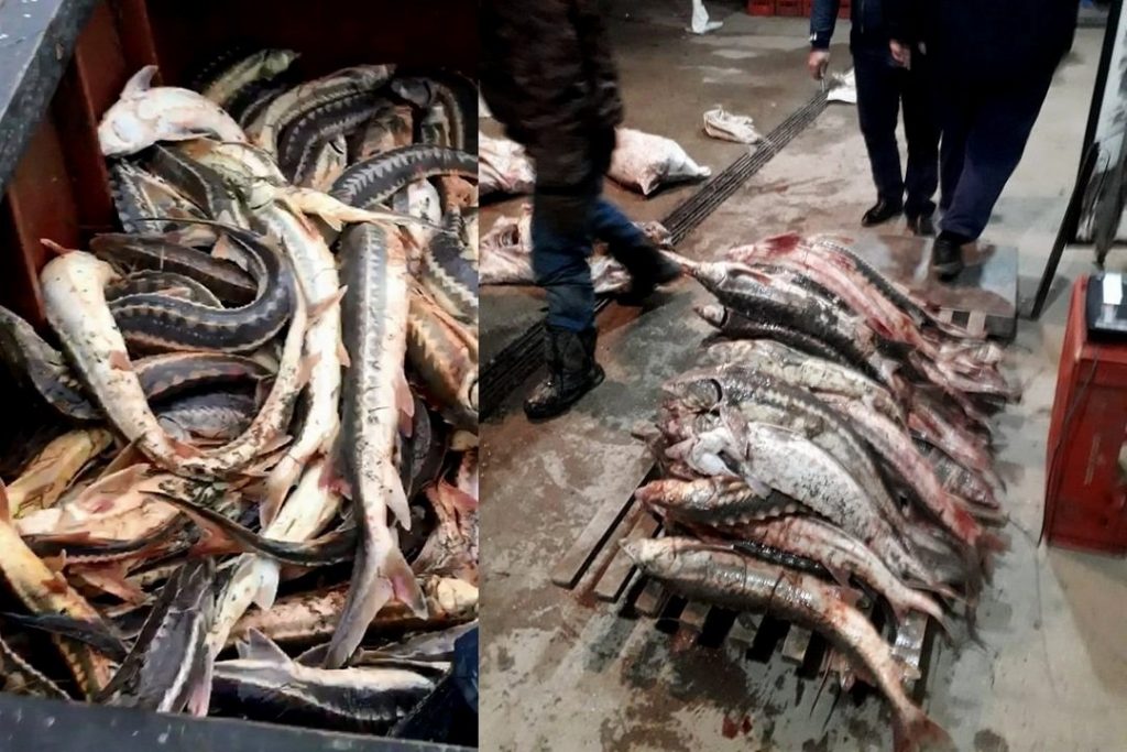 У браконьера в Дагестане изъяли около 200 кг рыбы осетровой породы