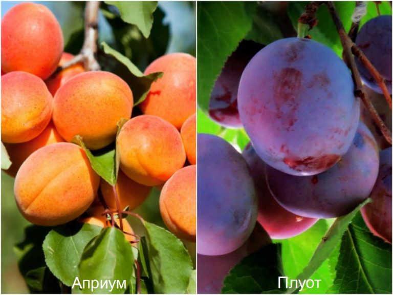 В Дагестане выводят новые сорта фруктов