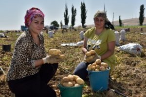 Крупное картофелеводческое и овощеводческое предприятие Дагестана кооперируется в СПоК