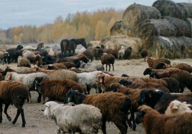 Животноводы Дагестана могут воспользоваться девятью направлениями господдержки