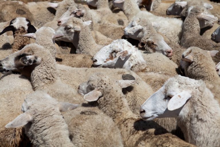 Минсельхоз: сумма экспорта дагестанской продукции приблизилась к 16 млн долларов