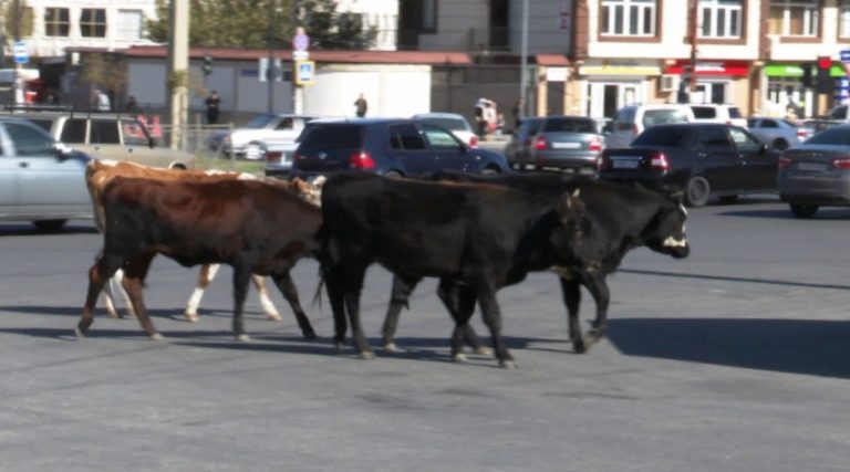 Махачкалинцу пришлось заплатить 22 тыс. рублей за незаконный выпас скота