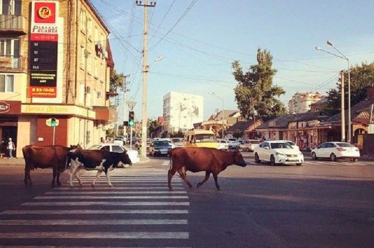 Штрафы на владельцев бродячего скота дали результаты