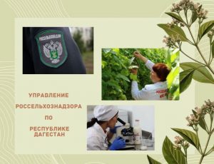 Россельхознадзор Дагестана рекомендует выбирать только качественные и безопасные саженцы винограда