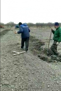 В Магарамкентском районе в рамках антикризисной программы Минтруда, закладывают яблоневые сады