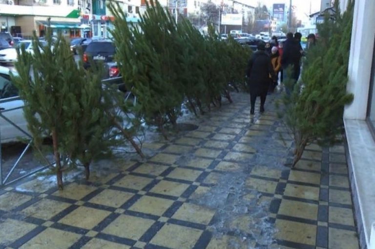 В Махачкале функционируют 13 ёлочных базаров