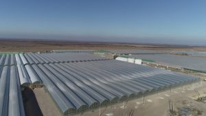В Дагестане построят тепличный комплекс стоимостью 30 млрд рублей