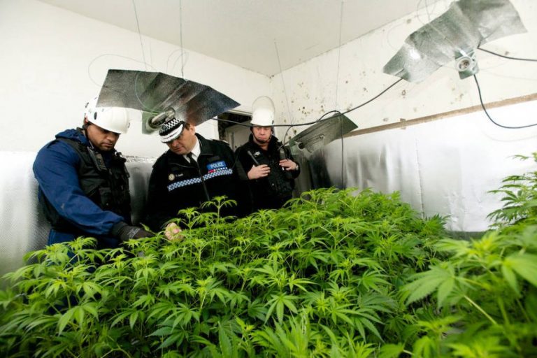 В Дагестане обнаружили подпольную лабораторию по выращиванию марихуаны
