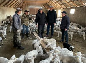В Дагестане успешно проводят селекционно-племенную работу с Дагестанской горной породой овец