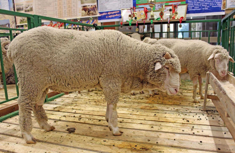 Дагестан представит племенных овец и коз на российской выставке