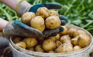 В Дагестане планируют собрать около 370 тысяч тонн картофеля