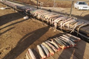 В Дагестане задержаны девять браконьеров, которые нанесли ущерб на 12,5 млн рублей