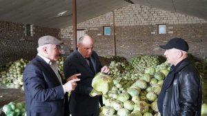 Минсельхоз Дагестана отмечает рост цен на капусту из-за бесстыдных посредников