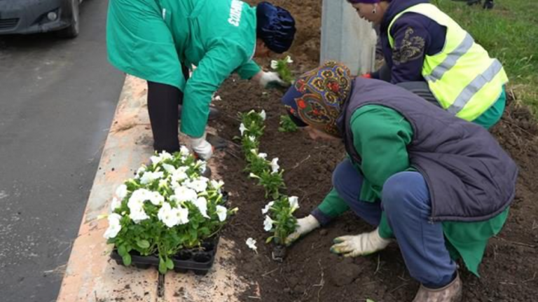 65 тысяч цветов высадят в Дербенте