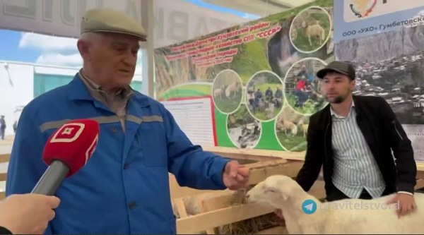 В Дагестане улучшают мясные качества породы овец «Андийская белая»