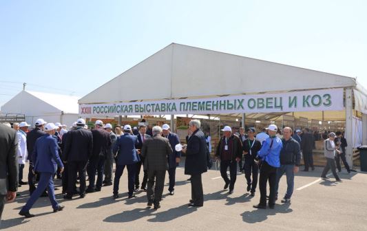 Жители Дагестана могут принять участие в розыгрыше живых баранов